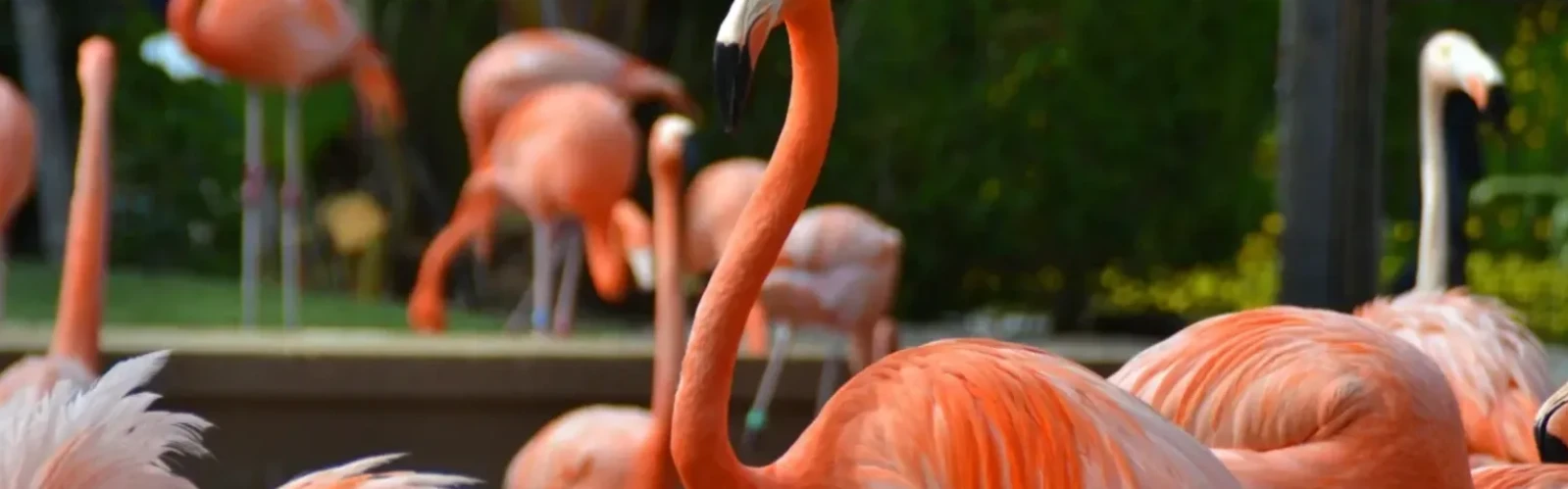 Top Family Activities in San Diego: Zoos, Parks & Kid Fun