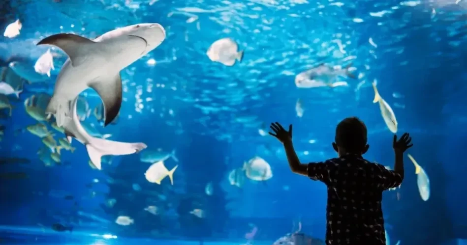 Top Family Activities in San Diego: Zoos, Parks & Kid Fun